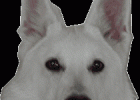 SEM Tierkommunikation SO 2.11.2025