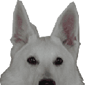 SEM Tierkommunikation SA 29.3.2025 SEM Tierkommunikation SA 29.3.2025